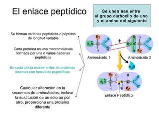 El enlace peptídico Se unen aas entre
el grupo carboxilo de uno
y el amino del siguiente
Se forman cadenas peptídicas o péptidos
de longitud variable
Cada proteína es una macromolécula
formada por una o varias cadenas
peptídicas
En cada célula existen miles de proteínas
distintas con funciones específicas
Cualquier alteración en la
secuencia de aminoácidos, incluso
la sustitución de un solo aa por
otro, proporciona una proteína
diferente
 