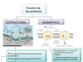 Función de
las proteínas
ESTRUCTURAL ENZIMÁTICA
 Son el principal material de construcción de
los organismos
 Forman parte de casi todas sus estructuras
biocatalizadores  aumentar la
velocidad de las reacciones
biológicas
 Todas las reacciones químicas
celulares se realizan por enzimas
 