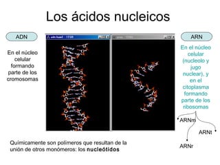 Los ácidos nucleicos
ADN ARN
En el núcleo
celular
formando
parte de los
cromosomas
En el núcleo
celular
(nucleolo y
jugo
nuclear), y
en el
citoplasma
formando
parte de los
ribosomas
ARNm
ARNt
ARNr
Químicamente son polímeros que resultan de la
unión de otros monómeros: los nucleótidos
 