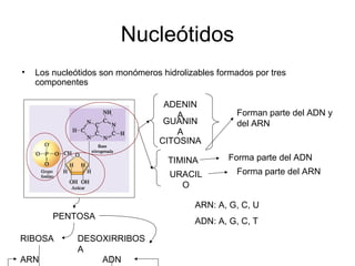 Nucleótidos
• Los nucleótidos son monómeros hidrolizables formados por tres
componentes
PENTOSA
RIBOSA
ARN
DESOXIRRIBOS
A
ADN
ADENIN
A
GUANIN
A
CITOSINA
Forman parte del ADN y
del ARN
TIMINA Forma parte del ADN
URACIL
O
Forma parte del ARN
ARN: A, G, C, U
ADN: A, G, C, T
 