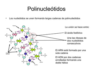 Polinucleótidos
• Los nucleótidos se unen formando largas cadenas de polinucleótidos
La unión se hace entre:
El ácido fosfórico
Une las ribosas de
dos nucleótidos
consecutivos
El ARN está formado por una
sola cadena
El ADN por dos cadenas
enrolladas formando una
doble hélice
 