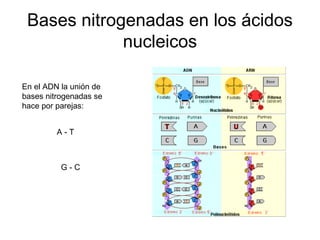 Bases nitrogenadas en los ácidos
nucleicos
En el ADN la unión de
bases nitrogenadas se
hace por parejas:
A - T
G - C
 