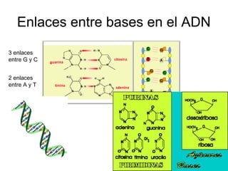Enlaces entre bases en el ADN
3 enlaces
entre G y C
2 enlaces
entre A y T
 