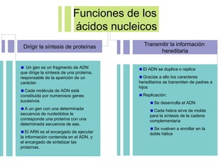 Funciones de los
ácidos nucleicos
Dirigir la síntesis de proteínas Transmitir la información
hereditaria
Un gen es un fragmento de ADN
que dirige la síntesis de una proteína,
responsable de la aparición de un
carácter.
Cada molécula de ADN está
constituida por numerosos genes
sucesivos
A un gen con una determinada
secuencia de nucleótidos le
corresponde una proteína con una
determinada secuencia de aas.
El ARN es el encargado de ejecutar
la información contenida en el ADN, y
el encargado de sintetizar las
proteínas.
El ADN se duplica o replica
Gracias a ello los caracteres
hereditarios se transmiten de padres a
hijos
Replicación:
Se desenrolla el ADN
Cada hebra sirve de molde
para la síntesis de la cadena
complementaria
Se vuelven a enrollar en la
doble hélice
 