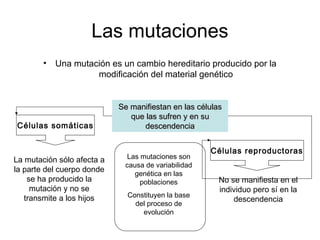 Las mutaciones
• Una mutación es un cambio hereditario producido por la
modificación del material genético
Se manifiestan en las célulasSe manifiestan en las células
que las sufren y en suque las sufren y en su
descendenciadescendenciaCélulas somáticas
La mutación sólo afecta a
la parte del cuerpo donde
se ha producido la
mutación y no se
transmite a los hijos
Células reproductoras
No se manifiesta en el
individuo pero sí en la
descendencia
Las mutaciones son
causa de variabilidad
genética en las
poblaciones
Constituyen la base
del proceso de
evolución
 