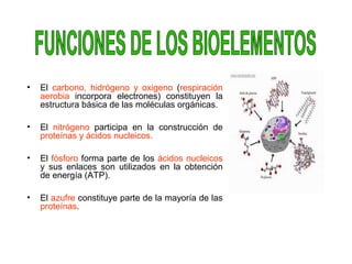 • El carbono, hidrógeno y oxigeno (respiración
aerobia incorpora electrones) constituyen la
estructura básica de las moléculas orgánicas.
• El nitrógeno participa en la construcción de
proteínas y ácidos nucleicos.
• El fósforo forma parte de los ácidos nucleicos
y sus enlaces son utilizados en la obtención
de energía (ATP).
• El azufre constituye parte de la mayoría de las
proteínas.
 