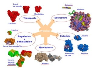 Componentes quimicos de la materia viva