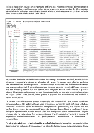 sólidas e óleos serem líquidos em temperatura ambiente) são misturas complexas de triacilgliceróis,
cujas composições de ácidos graxos variam com o organismo que os produz. Os óleos vegetais
são geralmente mais ricos em resíduos de ácidos graxos insaturados que as gorduras animais,
como o menor ponto de fusão dos óleos indica.
Figura 13. Ácidos
graxos e
triacilgliceróis
(VOET,2014)
Ácidos graxos biológicos mais comuns
As gorduras, fornecem em torno de seis vezes mais energia metabólica do que o mesmo peso de
glicogênio hidratado. Nos animais, os adipócitos são células de gordura especializadas na síntese
e no armazenamento de triacilgliceróis. O tecido adiposo é mais abundante na camada subcutânea
e na cavidade abdominal. O conteúdo gorduroso de seres humanos normais (21% nos homens e
26% nas mulheres) permite que eles sobrevivam a um jejum de dois ou três meses. O panículo
adiposo é importante no isolamento térmico de muitos animais, por exemplo, em animais aquáticos
de sangue quente, como baleias, focas, gansos e pinguins, que rotineiramente são expostos a
baixas temperaturas.
Os lipídeos com ácidos graxos em sua composição são saponificáveis, pois reagem com bases
formando sabões. São as biomoléculas mais energéticas, fornecendo acetil-coA para o Ciclo de
Krebs (ex: glicerídeos, ceras, fosfolipídeos, esfingolipídeos, glicolípideos). Os lipídeos que não
contêm ácidos graxos não são saponificáveis. As vitaminas lipossolúveis e o colesterol são os
principais representantes destes lipídeos que não energéticos porém desempenham funções
fundamentais no metabolismo (ex: terpenos–vitamina E e K; esteróides-colesterol e vitamina D;
isoprenoides-carotenoides-vitamina A; prostaglandinas, tromboxanas e leucotrienos -
eicosanoides).
Os glicerofosfolipídeos ou fosfoglicerídeos ou fosfolipídeos são o principal componente lipídico
das membranas biológicas. Eles consistem em glicerol-3-fosfato ligados a duas cadeias de ácidos
 