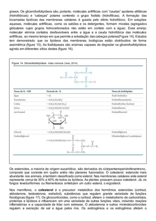 graxos. Os glicerofosfolipídeos são, portanto, moléculas anfifílicas com “caudas” apolares alifáticas
(hidrofóbicas) e “cabeças” polares contendo o grupo fosfato (hidrofílicas). A formação das
bicamadas lipídicas das membranas celulares é guiada pelo efeito hidrofóbico. Em soluções
aquosas, moléculas anfifílicas, como os sabões e os detergentes, formam micelas (agregados
globulares cujos grupos hidrocarbonados não estão em contato com a água). Esse arranjo
molecular elimina contatos desfavoráveis entre a água e a cauda hidrofóbica das moléculas
anfifílicas, ao mesmo tempo em que permite a solvatação das cabeças polares(Figura 14). Estudos
tem demonstrado que os lipídeos das membranas biológicas estão distribuídos de forma
assimétrica (figura 15). As fosfolipases são enzimas capazes de degradar os glicerofosfolipídeos
agindo em diferentes sítios destes (figura 16).
Figura 14. Glicerofosfolipídeos mais comuns (Voet, 2014)
Os esteroides, a maioria de origem eucariótica, são derivados do ciclopentanoperidrofenantreno,
composto que consiste em quatro anéis não planares fusionados. O colesterol, esteroide mais
abundante nos animais, é também classificado como esterol. Nas membranas celulares este esterol
representa cerca de 30% a 40% de todos os lipídeos. As plantas possuem pouco colesterol. Já, os
fungos leveduriformes ou filamentosos sintetizam um outro esterol, o ergosterol.
Nos mamíferos, o colesterol é o precursor metabólico dos hormônios esteroides (cortisol,
aldosterona, testosterona, estradiol), substâncias que regulam grande variedade de funções
fisiológicas (figura 17). Os glicocorticoides, como o cortisol, afetam o metabolismo de carboidratos,
proteínas e lipídeos e influenciam em uma variedade de outras funções vitais, incluindo reações
inflamatórias e a capacidade de lidar com estresse. O aldosterona e outros mineralocorticoides
regulam a excreção de sal e água pelos rins. Os androgênios e os estrogênios afetam o
 