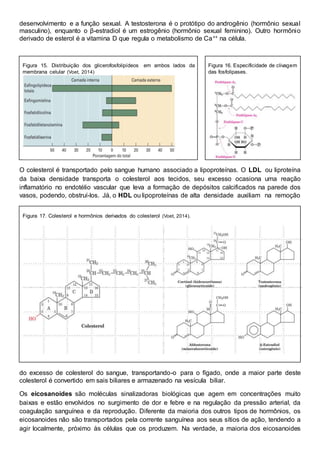 desenvolvimento e a função sexual. A testosterona é o protótipo do androgênio (hormônio sexual
masculino), enquanto o β-estradiol é um estrogênio (hormônio sexual feminino). Outro hormônio
derivado de esterol é a vitamina D que regula o metabolismo de Ca++ na célula.
Figura 15. Distribuição dos glicerofosfolipídeos em ambos lados da
membrana celular (Voet, 2014)
Figura 16. Especificidade de clivagem
das fosfolipases.
O colesterol é transportado pelo sangue humano associado a lipoproteínas. O LDL ou liproteína
da baixa densidade transporta o colesterol aos tecidos, seu excesso ocasiona uma reação
inflamatório no endotélio vascular que leva a formação de depósitos calcificados na parede dos
vasos, podendo, obstruí-los. Já, o HDL ou lipoproteínas de alta densidade auxiliam na remoção
Figura 17. Colesterol e hormônios derivados do colesterol (Voet, 2014).
do excesso de colesterol do sangue, transportando-o para o fígado, onde a maior parte deste
colesterol é convertido em sais biliares e armazenado na vesícula biliar.
Os eicosanoides são moléculas sinalizadoras biológicas que agem em concentrações muito
baixas e estão envolvidos no surgimento de dor e febre e na regulação da pressão arterial, da
coagulação sanguínea e da reprodução. Diferente da maioria dos outros tipos de hormônios, os
eicosanoides não são transportados pela corrente sanguínea aos seus sítios de ação, tendendo a
agir localmente, próximo às células que os produzem. Na verdade, a maioria dos eicosanoides
 