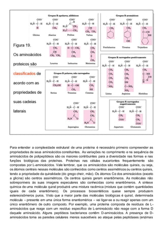 Para entender a complexidade estrutural de uma proteína é necessário primeiro compreender as
propriedades de seus aminoácidos constituintes. As variações no comprimento e na sequência de
aminoácidos de polipeptídeos são os maiores contribuintes para a diversidade nas formas e nas
funções biológicas das proteínas. Proteínas nas células eucariontes frequentemente são
compostas por L-aminoácidos. Vale lembrar, que os aminoácidos são moléculas quirais, ou seja,
os átomos centrais nessas moléculas são conhecidos como centros assimétricos ou centros quirais,
tendo a propriedade da quiralidade (do grego cheir, mão). Os átomos Cα dos aminoácidos (exceto
a glicina) são centros assimétricos. Os centros quirais geram enantiômeros. As moléculas não
sobreponíveis às suas imagens especulares são conhecidas como enantiômeros. A síntese
química de uma molécula quiral produzirá uma mistura racêmica (mistura que contém quantidades
iguais de cada enantiômero). Os processos biossintéticos quase sempre produzem
estereoisômeros puros. Visto que a maior parte das moléculas biológicas é quiral, determinada
molécula – presente em uma única forma enantiomérica – vai ligar-se a ou reagir apenas com um
único enantiômero de outro composto. Por exemplo, uma proteína composta de resíduos de L-
aminoácidos que reage com um resíduo específico de L-aminoácido não reage com a forma D
daquele aminoácido. Alguns peptídeos bacterianos contêm D-aminoácidos. A presença de D-
aminoácidos torna as paredes celulares menos suscetíveis ao ataque pelas peptidases (enzimas
 