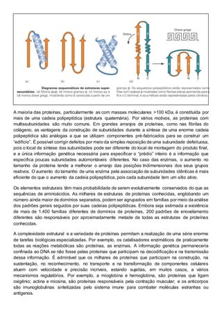 A maioria das proteínas, particularmente as com massas moleculares >100 kDa, é constituída por
mais de uma cadeia polipeptídica (estrutura quaternária). Por vários motivos, as proteínas com
multissubunidades são muito comuns. Em grandes arranjos de proteínas, como nas fibrilas do
colágeno, as vantagens da construção de subunidades durante a síntese de uma enorme cadeia
polipeptídica são análogas a que se utilizam componentes pré-fabricados para se construir um
“edifício”. É possível corrigir defeitos por meio da simples reposição de uma subunidade defeituosa,
pois o local de síntese das subunidades pode ser diferente do local de montagem do produto final,
e a única informação genética necessária para especificar o “prédio” inteiro é a informação que
especifica poucas subunidades automontáveis diferentes. No caso das enzimas, o aumento no
tamanho da proteína tende a melhorar o arranjo das posições tridimensionais dos seus grupos
reativos. O aumento do tamanho de uma enzima pela associação de subunidades idênticas é mais
eficiente do que o aumento da cadeia polipeptídica, pois cada subunidade tem um sítio ativo.
Os elementos estruturais têm mais probabilidade de serem evolutivamente conservados do que as
sequências de aminoácidos. As milhares de estruturas de proteínas conhecidas, englobando um
número ainda maior de domínios separados, podem ser agrupados em famílias por meio da análise
dos padrões gerais seguidos por suas cadeias polipeptídicas. Embora seja estimada a existência
de mais de 1.400 famílias diferentes de domínios de proteínas, 200 padrões de enovelamento
diferentes são responsáveis por aproximadamente metade de todas as estruturas de proteínas
conhecidas.
A complexidade estrutural e a variedade de proteínas permitam a realização de uma série enorme
de tarefas biológicas especializadas. Por exemplo, os catalisadores enzimáticos de praticamente
todas as reações metabólicas são proteínas, as enzimas. A informação genética permaneceria
confinada ao DNA se não fosse pelas proteínas que participam na decodificação e na transmissão
dessa informação. É admirável que os milhares de proteínas que participam na construção, na
sustentação, no reconhecimento, no transporte e na transformação de componentes celulares
atuem com velocidade e precisão incríveis, estando sujeitas, em muitos casos, a vários
mecanismos regulatórios. Por exemplo, a mioglobina e hemoglobina, são proteínas que ligam
oxigênio; actina e miosina, são proteínas responsáveis pela contração muscular; e os anticorpos
são imunoglobulinas sintetizadas pelo sistema imune para combater moléculas estranhas ou
antígenos.
 