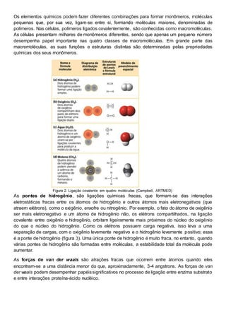 Os elementos químicos podem fazer diferentes combinações para formar monômeros, moléculas
pequenas que, por sua vez, ligam-se entre si, formando moléculas maiores, denominadas de
polímeros. Nas células, polímeros ligados covalentemente, são conhecidas como macromoléculas.
As células presentam milhares de monômeros diferentes, sendo que apenas um pequeno número
desempenha papel importante nas quatro classes de macromoléculas. Em grande parte das
macromoléculas, as suas funções e estruturas distintas são determinadas pelas propriedades
químicas dos seus monômeros.
Figura 2. Ligação covalente em quatro moléculas (Campbell, ARTMED)
As pontes de hidrogênio, são ligações químicas fracas, que formam-se das interações
eletrostáticas fracas entre os átomos de hidrogênio e outros átomos mais eletronegativos (que
atraem elétrons), como o oxigênio, enxofre ou nitrogênio. Por exemplo, o fato do átomo de oxigênio
ser mais eletronegativo e um átomo de hidrogênio não, os elétrons compartilhados, na ligação
covalente entre oxigênio e hidrogênio, orbitam ligeiramente mais próximos do núcleo do oxigênio
do que o núcleo do hidrogênio. Como os elétrons possuem carga negativa, isso leva a uma
separação de cargas, com o oxigênio levemente negativo e o hidrogênio levemente positivo; essa
é a ponte de hidrogênio (figura 3). Uma única ponte de hidrogênio é muito fraca, no entanto, quando
várias pontes de hidrogênio são formadas entre moléculas, a estabilidade total da molécula pode
aumentar.
As forças de van der waals são atrações fracas que ocorrem entre átomos quando eles
encontram-se a uma distância menor do que, aproximadamente, 3-4 angstrons. As forças de van
der waals podem desempenhar papéissignificativos no processo de ligação entre enzima substrato
e entre interações proteína-ácido nucléico.
 