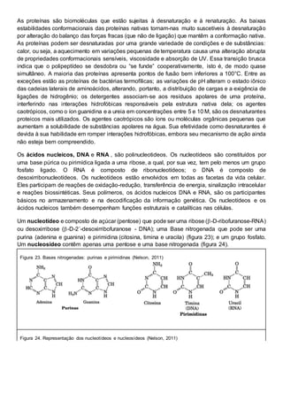 As proteínas são biomoléculas que estão sujeitas à desnaturação e à renaturação. As baixas
estabilidades conformacionais das proteínas nativas tornam-nas muito suscetíveis à desnaturação
por alteração do balanço das forças fracas (que não de ligação) que mantêm a conformação nativa.
As proteínas podem ser desnaturadas por uma grande variedade de condições e de substâncias:
calor, ou seja, a aquecimento em variações pequenas de temperatura causa uma alteração abrupta
de propriedades conformacionais sensíveis, viscosidade e absorção de UV. Essa transição brusca
indica que o polipeptídeo se desdobra ou “se funde” cooperativamente, isto é, de modo quase
simultâneo. A maioria das proteínas apresenta pontos de fusão bem inferiores a 100°C. Entre as
exceções estão as proteínas de bactérias termofílicas; as variações de pH alteram o estado iônico
das cadeias laterais de aminoácidos, alterando, portanto, a distribuição de cargas e a exigência de
ligações de hidrogênio; os detergentes associam-se aos resíduos apolares de uma proteína,
interferindo nas interações hidrofóbicas responsáveis pela estrutura nativa dela; os agentes
caotrópicos, como o íon guanidina e a ureia em concentrações entre 5 e 10 M, são os desnaturantes
proteicos mais utilizados. Os agentes caotrópicos são íons ou moléculas orgânicas pequenas que
aumentam a solubilidade de substâncias apolares na água. Sua efetividade como desnaturantes é
devida à sua habilidade em romper interações hidrofóbicas, embora seu mecanismo de ação ainda
não esteja bem compreendido.
Os ácidos nucleicos, DNA e RNA , são polinucleotideos. Os nucleotídeos são constituídos por
uma base púrica ou pirimídica ligada a uma ribose, a qual, por sua vez, tem pelo menos um grupo
fosfato ligado. O RNA é composto de ribonucleotídeos; o DNA é composto de
desoxirribonucleotídeos. Os nucleotídeos estão envolvidos em todas as facetas da vida celular.
Eles participam de reações de oxidação-redução, transferência de energia, sinalização intracelular
e reações biossintéticas. Seus polímeros, os ácidos nucleicos DNA e RNA, são os participantes
básicos no armazenamento e na decodificação da informação genética. Os nucleotídeos e os
ácidos nucleicos também desempenham funções estruturais e catalíticas nas células.
Um nucleotídeo e composto de açúcar (pentose) que pode ser uma ribose (-D-ribofuranose-RNA)
ou desoxirribose (-D-2´-desoxirribofuranose - DNA); uma Base nitrogenada que pode ser uma
purina (adenina e guanina) e pirimidina (citosina, timina e uracila) (figura 23); e um grupo fosfato.
Um nucleosídeo contêm apenas uma pentose e uma base nitrogenada (figura 24).
Figura 23. Bases nitrogenadas: purinas e pirimidinas (Nelson, 2011)
Figura 24. Representação dos nucleotídeos e nucleosídeos (Nelson, 2011)
 