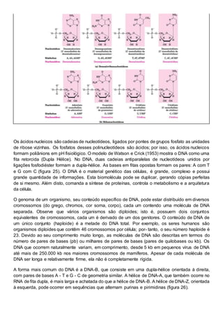 Os ácidos nucleicos são cadeias de nucleotídeos, ligados por pontes de grupos fosfato as unidades
de ribose vizinhas. Os fosfatos desses polinucleotídeos são ácidos; por isso, os ácidos nucleicos
formam poliânions em pH fisiológico. O modelo de Watson e Crick (1953) mostra o DNA como uma
fita retorcida (Dupla Hélice). No DNA, duas cadeias antiparalelas de nucleotídeos unidos por
ligações fosfodiéster formam a dupla-hélice. As bases em fitas opostas formam os pares: A com T
e G com C (figura 25). O DNA é o material genético das células, é grande, complexo e possui
grande quantidade de informações. Esta biomolécula pode se duplicar, gerando cópias perfeitas
de si mesmo. Além disto, comanda a síntese de proteínas, controla o metabolismo e a arquitetura
da célula.
O genoma de um organismo, seu conteúdo específico de DNA, pode estar distribuído em diversos
cromossomos (do grego, chromos, cor soma, corpo), cada um contendo uma molécula de DNA
separada. Observe que vários organismos são diploides; isto é, possuem dois conjuntos
equivalentes de cromossomos, cada um é derivado de um dos genitores. O conteúdo de DNA de
um único conjunto (haploide) é a metade do DNA total. Por exemplo, os seres humanos são
organismos diploides que contêm 46 cromossomos por célula; por- tanto, o seu número haploide é
23. Devido ao seu comprimento muito longo, as moléculas de DNA são descritas em termos do
número de pares de bases (pb) ou milhares de pares de bases (pares de quilobases ou kb). Os
DNA que ocorrem naturalmente variam, em comprimento, desde 5 kb em pequenos vírus de DNA
até mais de 250.000 kb nos maiores cromossomos de mamíferos. Apesar de cada molécula de
DNA ser longa e relativamente firme, ela não é completamente rígida.
A forma mais comum do DNA é a DNA-B, que consiste em uma dupla-hélice orientada à direita,
com pares de bases A - T e G - C de geometria similar. A hélice de DNA-A, que também ocorre no
RNA de fita dupla, é mais larga e achatada do que a hélice de DNA-B. A hélice de DNA-Z, orientada
à esquerda, pode ocorrer em sequências que alternam purinas e pirimidinas (figura 26).
 