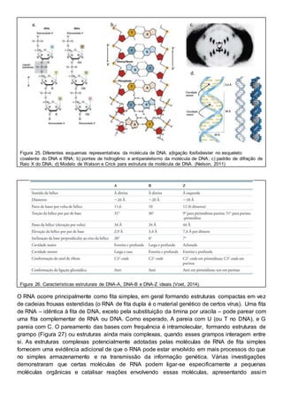 Figura 25. Diferentes esquemas representativos da molécula de DNA. a)ligação fosfodiester no esqueleto
covalente do DNA e RNA; b) pontes de hidrogênio e antiparalelismo da molécula de DNA; c) padrão de difração de
Raio X do DNA; d) Modelo de Watson e Crick para estrutura da molécula de DNA. (Nelson, 2011)
Figura 26. Características estruturais de DNA-A, DNA-B e DNA-Z ideais (Voet, 2014).
O RNA ocorre principalmente como fita simples, em geral formando estruturas compactas em vez
de cadeias frouxas estendidas (o RNA de fita dupla é o material genético de certos vírus). Uma fita
de RNA – idêntica à fita de DNA, exceto pela substituição da timina por uracila – pode parear com
uma fita complementar de RNA ou DNA. Como esperado, A pareia com U (ou T no DNA), e G
pareia com C. O pareamento das bases com frequência é intramolecular, formando estruturas de
grampo (Figura 27) ou estruturas ainda mais complexas, quando esses grampos interagem entre
si. As estruturas complexas potencialmente adotadas pelas moléculas de RNA de fita simples
fornecem uma evidência adicional de que o RNA pode estar envolvido em mais processos do que
no simples armazenamento e na transmissão da informação genética. Várias investigações
demonstraram que certas moléculas de RNA podem ligar-se especificamente a pequenas
moléculas orgânicas e catalisar reações envolvendo essas moléculas, apresentando assim
a. b. c.
d.
 