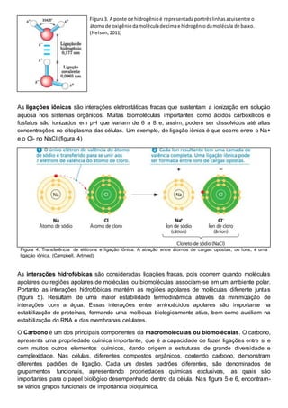 As ligações iônicas são interações eletrostáticas fracas que sustentam a ionização em solução
aquosa nos sistemas orgânicos. Muitas biomoléculas importantes como ácidos carboxílicos e
fosfatos são ionizados em pH que variam de 6 a 8 e, assim, podem ser dissolvidos até altas
concentrações no citoplasma das células. Um exemplo, de ligação iônica é que ocorre entre o Na+
e o Cl- no NaCl (figura 4)
Figura 4. Transferência de elétrons e ligação iônica. A atração entre átomos de cargas opostas, ou íons, é uma
ligação iônica. (Campbell, Artmed)
As interações hidrofóbicas são consideradas ligações fracas, pois ocorrem quando moléculas
apolares ou regiões apolares de moléculas ou biomoléculas associam-se em um ambiente polar.
Portanto as interações hidrofóbicas mantém as regiões apolares de moléculas diferente juntas
(figura 5). Resultam de uma maior estabilidade termodinâmica através da minimização de
interações com a água. Essas interações entre aminoácidos apolares são importante na
estabilização de proteínas, formando uma molécula biologicamente ativa, bem como auxiliam na
estabilização do RNA e das membranas celulares.
O Carbono é um dos principais componentes da macromoléculas ou biomoléculas. O carbono,
apresenta uma propriedade química importante, que é a capacidade de fazer ligações entre si e
com muitos outros elementos químicos, dando origem a estruturas de grande diversidade e
complexidade. Nas células, diferentes compostos orgânicos, contendo carbono, demonstram
diferentes padrões de ligação. Cada um destes padrões diferentes, são denominados de
grupamentos funcionais, apresentando propriedades químicas exclusivas, as quais são
importantes para o papel biológico desempenhado dentro da célula. Nas figura 5 e 6, encontram-
se vários grupos funcionais de importância bioquímica.
Figura3. A ponte de hidrogênioé representadaportrêslinhas azuisentre o
átomode oxigêniodamoléculade cimae hidrogênio damolécula de baixo.
(Nelson, 2011)
 