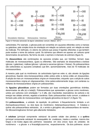 Gliceraldeído Aldotriose Diidroxiacetona Cetotriose
Glicose
Aldohexose
Frutose
cetohexose
Figura 8. Fórmulas estruturais de alguns carboidratos comuns. (Nelson, 2011)
carboidratos. Por exemplo, a glicose pode ser convertida em açucares diferentes como a manose
ou galactose, pela simples troca de orientação em relação ao carbono quiral, em relação ao resto
da molécula. Por definição, é o átomo de carbono que possui 4 ligantes diferentes e que também
pode receber o nome de carbono quiral. Os isômeros que diferem em apenas um carbono quiral
denominados de epímeros. Na forma de anel, o epímero é chamado de anômero (figura 9).
Os dissacarídeos são combinações de açúcares simples que, por hidrólise, formam duas
moléculas de monossacarídeos, iguais ou diferentes. São exemplos de dissacarídeos a lactose
(glicose + galactose), maltose (glicose + glicose) e sacarose (glicose + frutose). Os polissacarídeos
são carboidratos ou açúcares complexos que têm, aproximadamente, mais de 10 moléculas de
monossacarídeos.
A maneira pela qual os monômeros de carboidratos ligam-se entre si, são através de ligações
glicosídicas. Quando dois monossacarídeos então unidos entre si, temos então um dissacarídeo.
A adição de mais um monossacarídeos origina um trissacarídeo, enquanto que a adição de outros
monossacarídeos origina um oligossacarídeo. Uma cadeia extremamente longa, com centenas ou
milhares de monossacarídeos origina um polissacarídeo.
As ligações glicosídicas podem ser formadas por duas orientações geométricas distintas,
denominadas de alfa (α) e beta(β). Polissacarídeos que apresentam a glicose como monômero,
unidos por carbonos com orientação 1 e 4 alfa, são importantes reservatórios de carbono e de
energia nas células animais, vegetais e bactérias. Outro polissacarídeo muito comum, a celulose é
formado pela união de monossacarídeos com ligação glicosídica do tipo β-1,4 (figura 10).
Em polissacarídeos, a unidade de repetição do polímero é frequentemente limitada a um
(homopolissacarídeos) ou dois tipos de monômeros (heteropolissacarídeos). A Celulose e
quitina são polissacarídeos estruturais. Já, o amido e glicogênio são polissacarídeos de reserva.
Os Glicosaminoglicanos formam géis altamente hidratados.
A celulose (principal componente estrutural da parede celular das plantas) e a quitina
(principal componente estrutural do exoesqueleto de crustáceos, insetos e aranhas, maioria dos
fungos e de muitas algas) são polímeros baseados em dois únicos tipos de unidades de
monômeros - a glicose e a N-acetilglicosamina, respectivamente. Os dois polímeros atuam
 