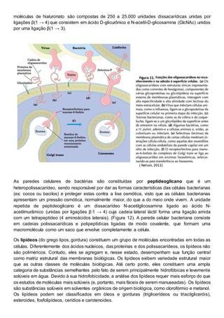 moléculas de hialuronato são compostas de 250 a 25.000 unidades dissacarídicas unidas por
ligações β(1 → 4) que consistem em ácido D-glicurônico e N-acetil-D-glicosamina (GlcNAc) unidos
por uma ligação β(1 → 3).
As paredes celulares de bactérias são constituídas por peptideoglicano que é um
heteropolissacarídeo, sendo responsável por dar as formas características das células bacterianas
(ex: cocos ou bacilos) e proteger estas contra a lise osmótica, visto que as células bacterianas
apresentam um pressão osmótica, normalmente maior, do que a do meio onde vivem. A unidade
repetida de peptideoglicano é um dissacarídeo N-acetilglicosamina ligado ao ácido N-
acetilmurâmico (unidas por ligações β:1 → 4) cuja cadeia lateral láctil forma uma ligação amida
com um tetrapeptídeo (4 aminoácidos laterais). (Figura 12). A parede celular bacteriana consiste
em cadeias polissacarídicas e polipeptídicas ligadas de modo covalente, que formam uma
macromolécula como um saco que envolve completamente a célula.
Os lipídeos (do grego lipos, gordura) constituem um grupo de moléculas encontradas em todas as
células. Diferentemente dos ácidos nucleicos, das proteínas e dos polissacarídeos, os lipídeos não
são poliméricos. Contudo, eles se agregam e, nesse estado, desempenham sua função central
como matriz estrutural das membranas biológicas. Os lipídeos exibem variedade estrutural maior
que as outras classes de moléculas biológicas. Até certo ponto, eles constituem uma ampla
categoria de substâncias semelhantes pelo fato de serem principalmente hidrofóbicas e levemente
solúveis em água. Devido à sua hidrofobicidade, a análise dos lipídeos requer mais esforço do que
os estudos de moléculas mais solúveis (e, portanto, mais fáceis de serem manuseadas). Os lipídeos
são substâncias solúveis em solventes orgânicos de origem biológica, como clorofórmio e metanol.
Os lipídeos podem ser classificados em óleos e gorduras (triglicerídeos ou triacilgliceróis),
esteroides, fosfolipídeos, cerídios e carotenoides.
Figura 11.
( Nelson, 2011)
 