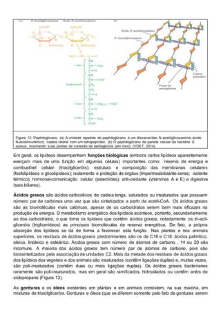Figura 12. Peptidoglicano. (a) A unidade repetida de peptidoglicano é um dissacarídeo N-acetilglicosamina–ácido
N-acetilmurâmico; cadeia lateral com um tetrapeptídeo. (b) O peptidoglicano da parede celular da bactéria S.
aureus, mostrando suas pontes de conexão de pentaglicina (em roxo). (VOET, 2014).
Em geral, os lipídeos desempenham funções biológicas (embora certos lipídeos aparentemente
exerçam mais de uma função em algumas células) importantes como: reserva de energia e
combustível celular (triacilgliceróis); estrutura e composição das membranas celulares
(fosfolipídeos e glicolipídeos); isolamento e proteção de órgãos (Impermeabilizante-ceras; isolante
térmico); hormonal-comunicação celular (esteróides); anti-oxidante (vitaminas A e E) e digestiva
(sais biliares).
Ácidos graxos são ácidos carboxílicos de cadeia longa, saturados ou insaturados que possuem
número par de carbonos uma vez que são sintetizados a partir da acetil-CoA. Os ácidos graxos
são as biomoléculas mais calóricas, apesar de os carboidratos serem bem mais eficazes na
produção de energia. O metabolismo energético dos lipídeos acontece, portanto, secundariamente
ao dos carboidratos, o que torna os lipídeos que contém ácidos graxos, notadamente os tri-acil-
gliceróis (triglicerídeos) as principais biomoléculas de reserva energética. De fato, a própria
absorção dos lipídeos se dá de forma a favorecer esta função. Nas plantas e nos animais
superiores, os resíduos de ácidos graxos predominantes são os de C16 e C18: ácidos palmítico,
oleico, linoleico e esteárico. Ácidos graxos com número de átomos de carbono , 14 ou 20 são
incomuns. A maioria dos ácidos graxos tem número par de átomos de carbono, pois são
biossintetizados pela associação de unidades C2. Mais da metade dos resíduos de ácidos graxos
dos lipídeos dos vegetais e dos animais são insaturados (contêm ligações duplas) e, muitas vezes,
são poli-insaturados (contêm duas ou mais ligações duplas). Os ácidos graxos bacterianos
raramente são poli-insaturados, mas em geral são ramificados, hidroxilados ou contêm anéis de
ciclopropano (Figura 13).
As gorduras e os óleos existentes em plantas e em animais consistem, na sua maioria, em
misturas de triacilgliceróis. Gorduras e óleos (que se diferem somente pelo fato de gorduras serem
 