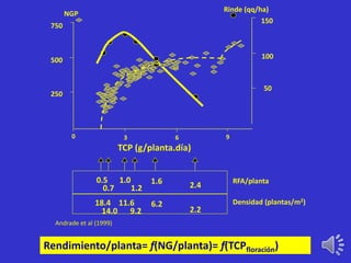 0.5
0.7
1.0
1.2
1.6 2.4
18.4
14.0
11.6
9.2
6.2
2.2
RFA/planta1.0
9.2
Densidad (plantas/m2)
50
100
150
Rinde (qq/ha)
0 3 6 9
250
500
750
NGP
TCP (g/planta.día)
Andrade et al (1999)
Rendimiento/planta= f(NG/planta)= f(TCPfloración)
 