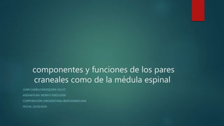 componentes y funciones de los pares
craneales como de la médula espinal
JUAN CAMILO MOSQUERA FALCO
ASIGNATURA: MORFO FISIOLOGÍA
CORPORACIÓN UNIVERSITARIA IBEROAMERICANA
FECHA: 10/10/2019
 