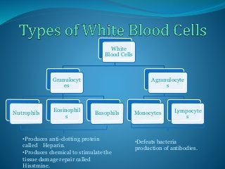 •Defeats bacteria 
production of antibodies. 
White 
Blood Cells 
Granulocyt 
es 
Nutrophils 
Eosinophil 
s 
Basophils 
Agranulocyte 
s 
Monocytes Lympocyte 
s 
•Produces anti-clotting protein 
called Heparin. 
•Produces chemical to stimulate the 
tissue damage repair called 
Hisstmine. 
 