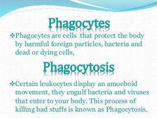 Phagocytes 
Phagocytes are cells that protect the body 
by harmful foreign particles, bacteria and 
dead or dying cells, 
Phagocytosis 
Certain leukocytes display an amoeboid 
movement, they engulf bacteria and viruses 
that enter to your body. This process of 
killing bad stuffs is known as Phagocytosis. 
 
