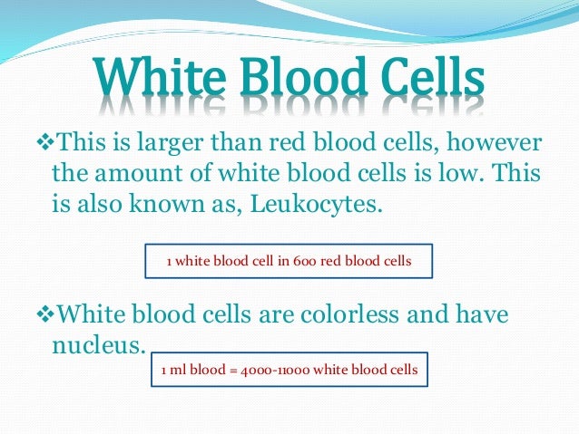 4 Components of Blood And Their Functions