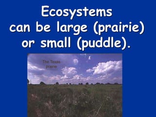 Ecosystems
can be large (prairie)
or small (puddle).
The Texas
prairie
 