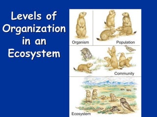 Levels of
Organization
in an
Ecosystem
Organism Population
Community
Ecosystem
 
