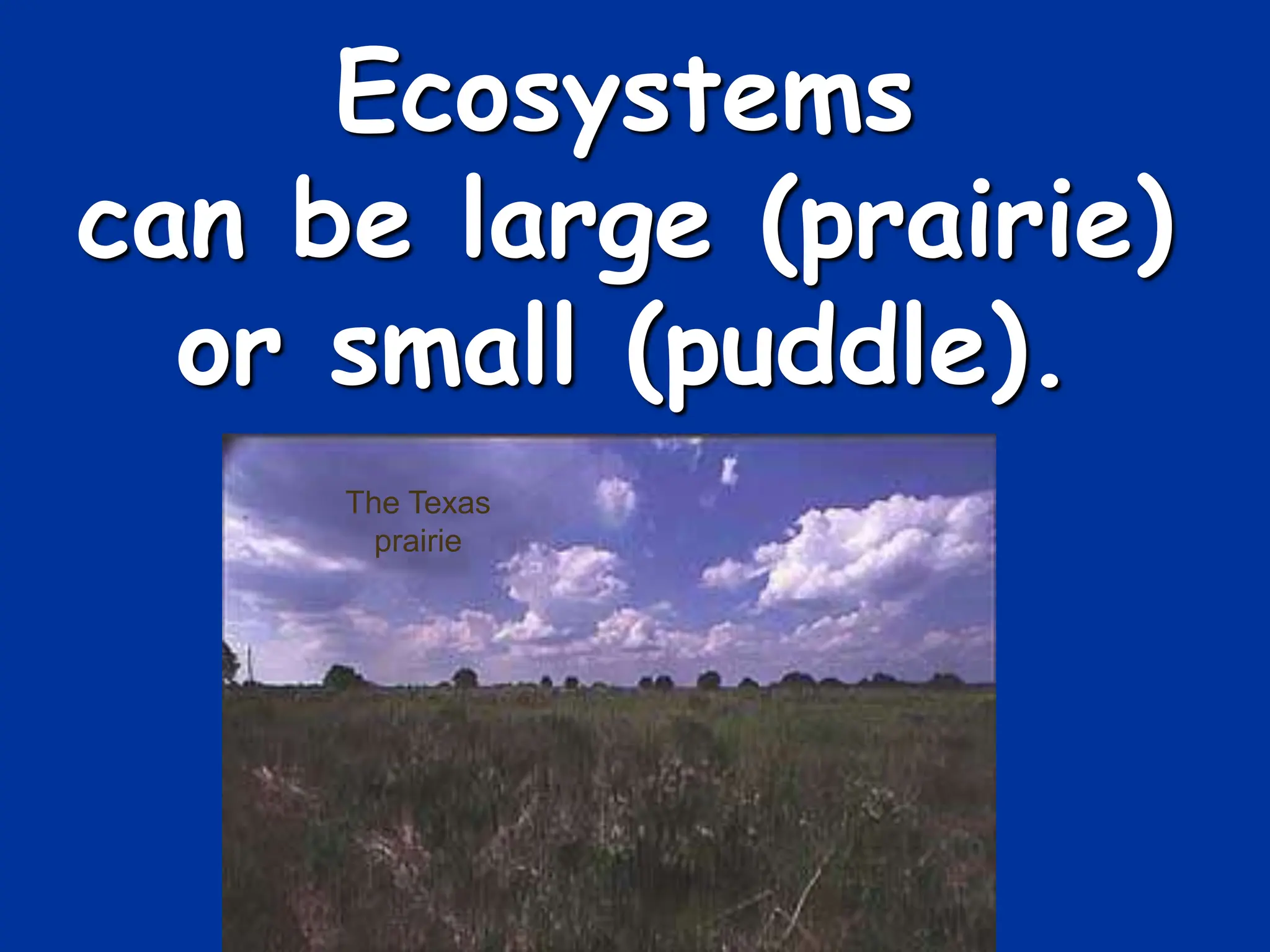 Ecosystems
can be large (prairie)
or small (puddle).
The Texas
prairie
 