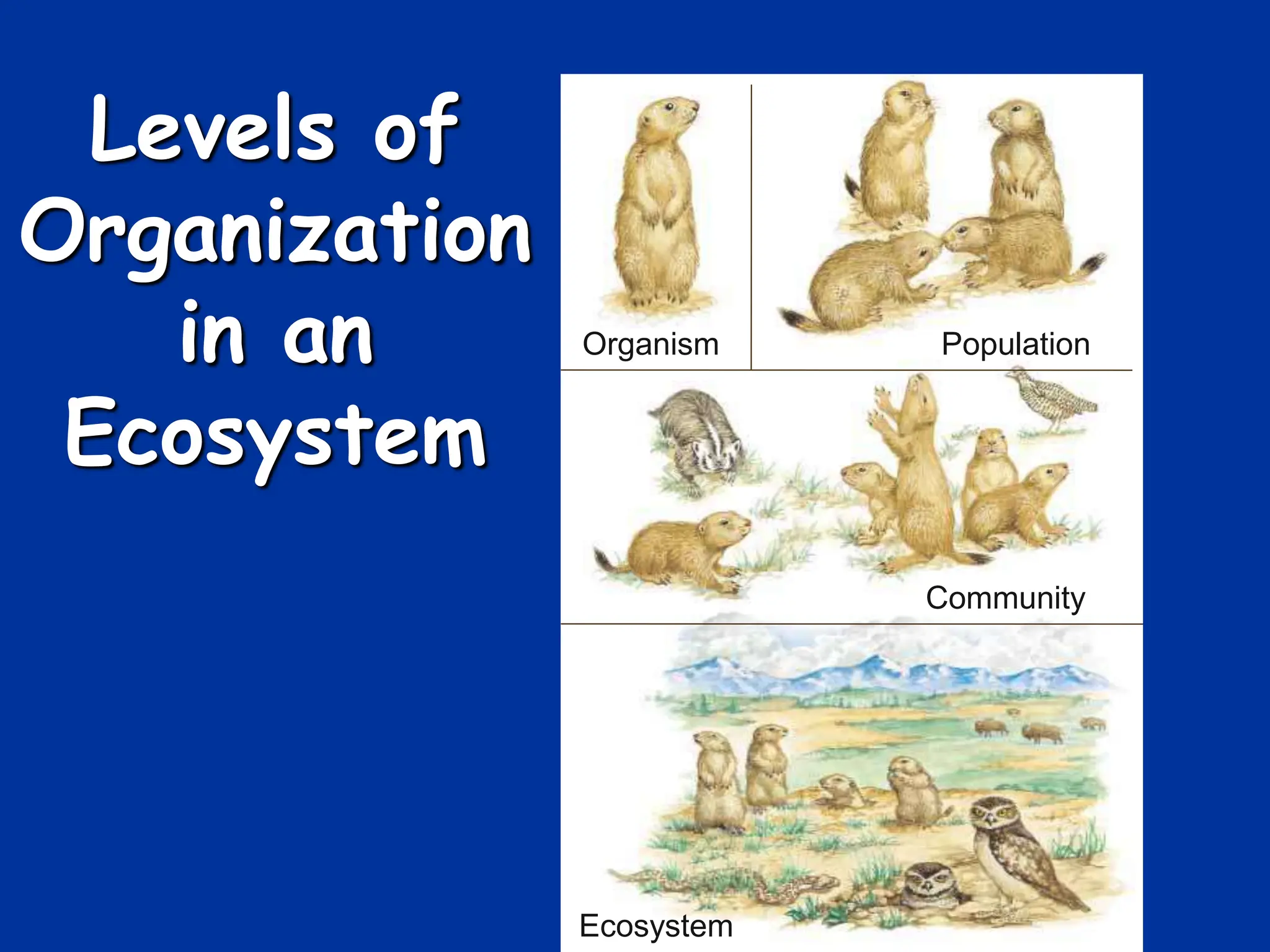 Levels of
Organization
in an
Ecosystem
Organism Population
Community
Ecosystem
 