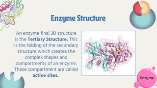 Structure Enzyme Components of an Enzyme General Biology 1 | PDF