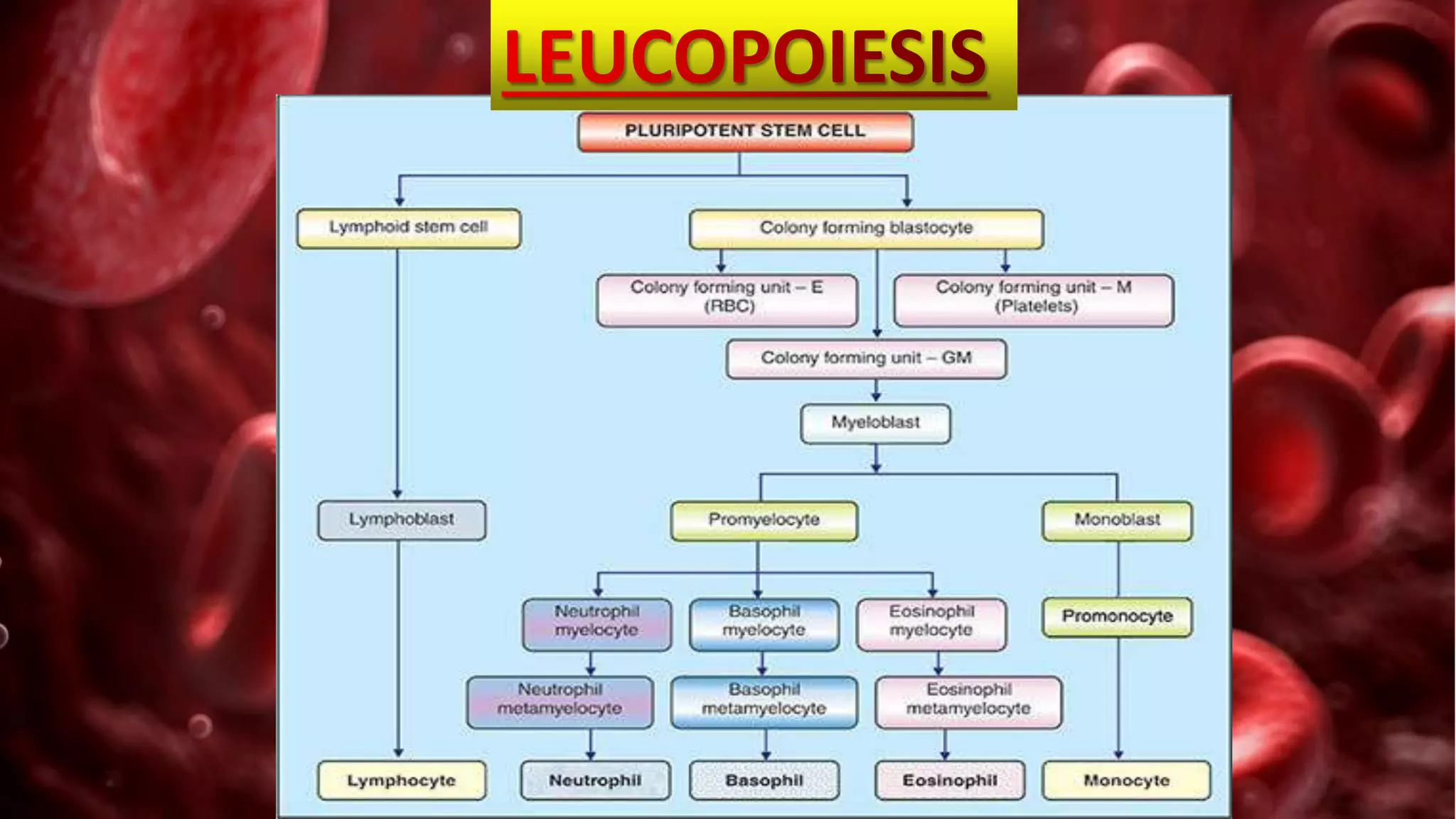 Components of blood and blood clotting mechanism | PPT