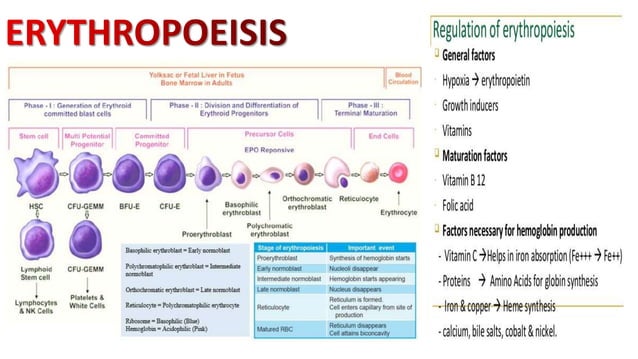 Components of blood and blood clotting mechanism | PPT