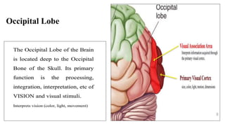 Occipital Lobe
 