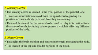 1. Sensory Cortex
The sensory cortex is located in the front portion of the parietal lobe.
It receives information relayed from the spinal cord regarding the
position of various body parts and how they are moving.
This middle area of the brain can also be used to relay information from
the sense of touch, including pain or pressure which is affecting different
portions of the body.
2. Motor Cortex
This helps the brain monitor and control movement throughout the body.
It is located in the top and middle portions of the brain.
 