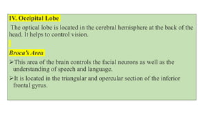 IV. Occipital Lobe
The optical lobe is located in the cerebral hemisphere at the back of the
head. It helps to control vision.
Broca’s Area
This area of the brain controls the facial neurons as well as the
understanding of speech and language.
It is located in the triangular and opercular section of the inferior
frontal gyrus.
 