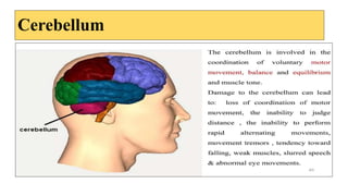 Cerebellum
 