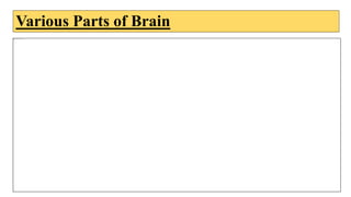 Various Parts of Brain
 