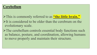 Cerebellum
This is commonly referred to as “the little brain.”
It is considered to be older than the cerebrum on the
evolutionary scale.
The cerebellum controls essential body functions such
as balance, posture, and coordination, allowing humans
to move properly and maintain their structure.
 