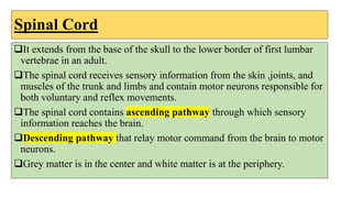 Spinal Cord
It extends from the base of the skull to the lower border of first lumbar
vertebrae in an adult.
The spinal cord receives sensory information from the skin ,joints, and
muscles of the trunk and limbs and contain motor neurons responsible for
both voluntary and reflex movements.
The spinal cord contains ascending pathway through which sensory
information reaches the brain.
Descending pathway that relay motor command from the brain to motor
neurons.
Grey matter is in the center and white matter is at the periphery.
 