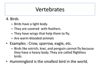 Vertebrates
4. Birds
– Birds have a light body.
– They are covered with feathers.
– They have wings that help them to fly....