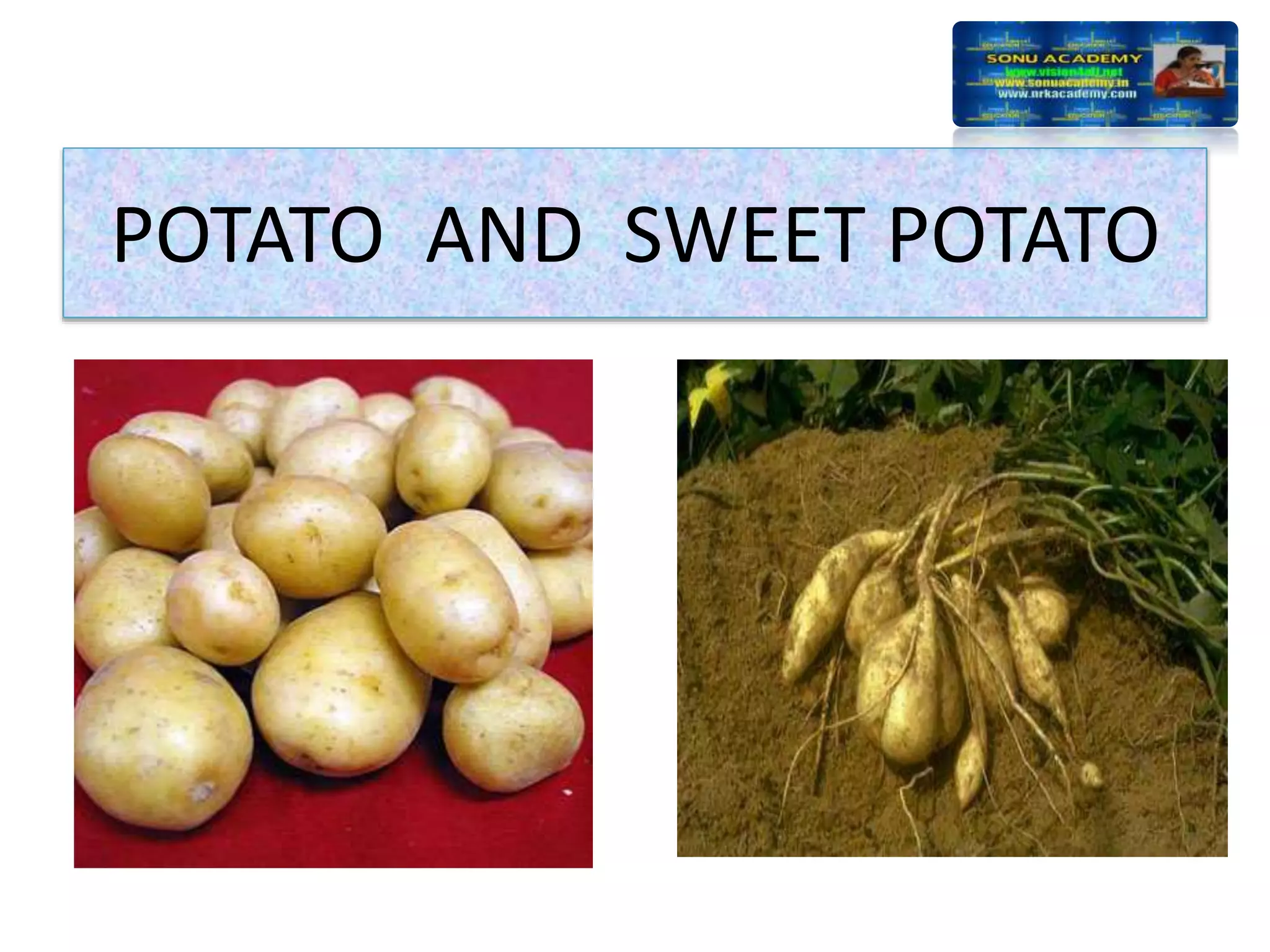 POTATO AND SWEET POTATO
 