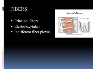FIBERS
 Principal fibers
 Elastic-oxytalan
 Indifferent fiber plexus
 