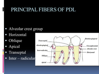 PRINCIPAL FIBERS OF PDL
 Alveolar crest group
 Horizontal
 Oblique
 Apical
 Transeptal
 Inter – radicular
 