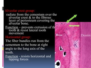 Alveolar crest group:
radiate from the cementum over the
alveolar crest & to the fibrous
layer of periosteum covering the
alveolar bone.
Function – prevents extrusion of the
tooth & resist lateral tooth
movement
Horizontal group:
The fiber bundles run from the
cementum to the bone at right
angle to the long axis of the
tooth.
Function - resists horizontal and
tipping forces
Bone Dentin
 