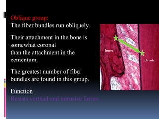 Oblique group:
The fiber bundles run obliquely.
Their attachment in the bone is
somewhat coronal
than the attachment in the
cementum.
The greatest number of fiber
bundles are found in this group.
Function
Resists vertical and intrusive forces
bone
dentin
 