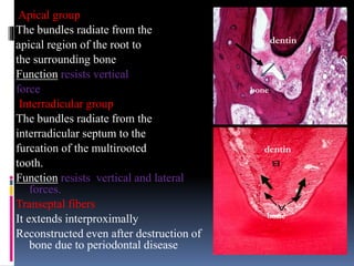 Apical group
The bundles radiate from the
apical region of the root to
the surrounding bone
Function resists vertical
force
Interradicular group
The bundles radiate from the
interradicular septum to the
furcation of the multirooted
tooth.
Function resists vertical and lateral
forces.
Transeptal fibers
It extends interproximally
Reconstructed even after destruction of
bone due to periodontal disease
dentin
bone
dentin
bone
 